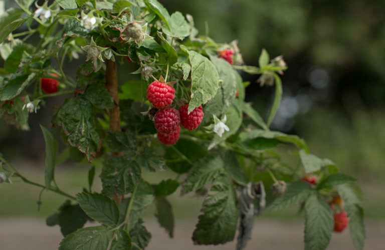 «Малина в шоке» - уникальный проект, который улучшит владимирскую выпечку