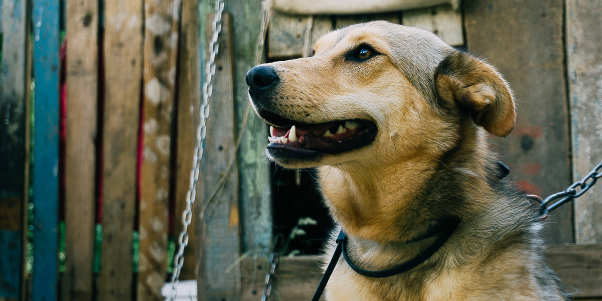 В районе улицы Мещёрской построят первый региональный приют для бездомных животных