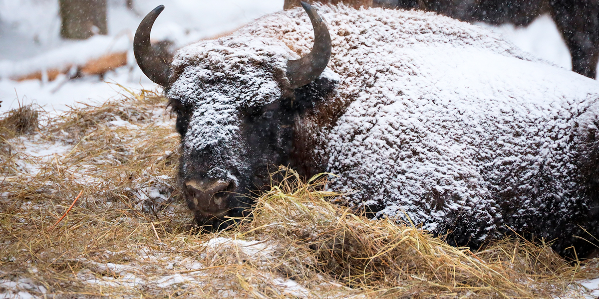 От зубров в лесу до неясыти во дворе: зрелищная добыча владимирских фотоохотников