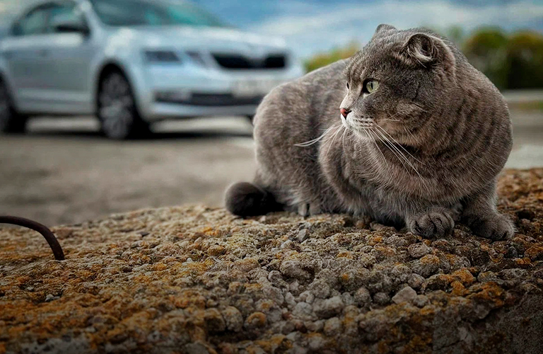 Усатый рейс: кот по кличке Буч, который преодолел тысячи километров, путешествуя по России