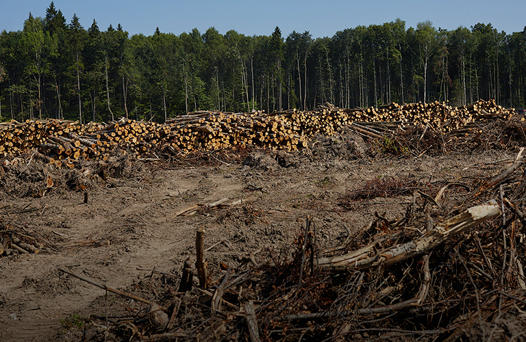 Вырубка леса в Юрьевце и «озаборивание» Старых садов — симптомы городского благоустройства