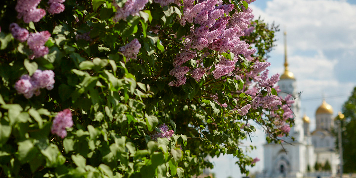 «Русская сакура», вишневый сад и изгородь из сирени: топ-5 самых цветущих локаций Владимира 