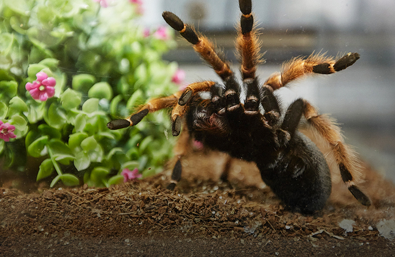 Нашествие пушистых монстров, или Уникальная коллекция пауков-птицеедов во Владимире