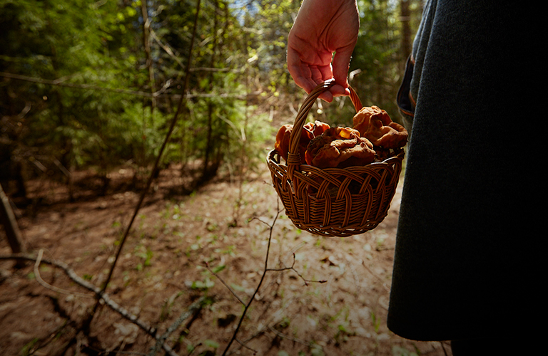«Молодильное яблочко» и деликатесный сморчок. Отправляемся в лес в компании грибника-блогера