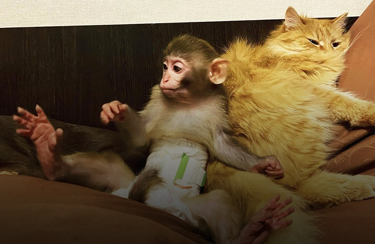 Ох уж эта Люся! Как живется в городской квартире непоседливой обезьянке