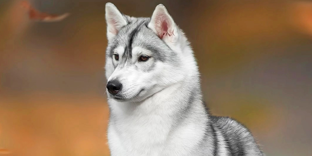 Настоящая Дива! Лучшей хаски Японии признали выпускницу владимирского питомника