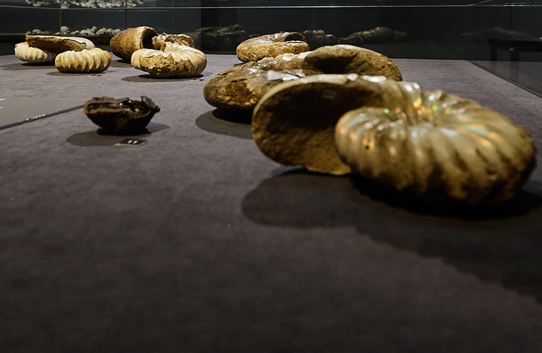 Древние «лилии», аммониты и вымершие амфибии в коллекции владимирских находок палеозойской эры