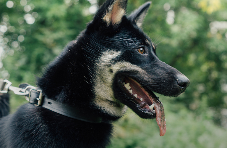 Зачем владимирцы ежедневно выгуливают собак из приюта?