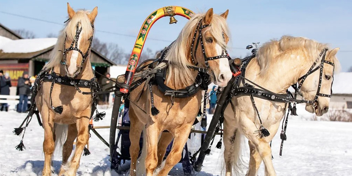 Лошадиный паркур, или Как в Петушинском районе состязались русские тройки