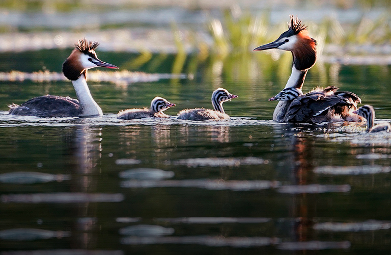 Большая поганка, или Семейство чомг в объективе владимирского фотографа