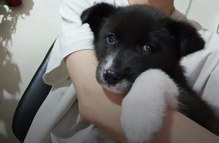 Паблики добра: два проекта 33-го региона, поставляющих жителям пушистых друзей