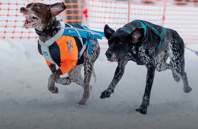 Для «крейзи дог» семь верст не крюк! Мохнатые спортсмены вышли на старт в Гусь-Хрустальном районе