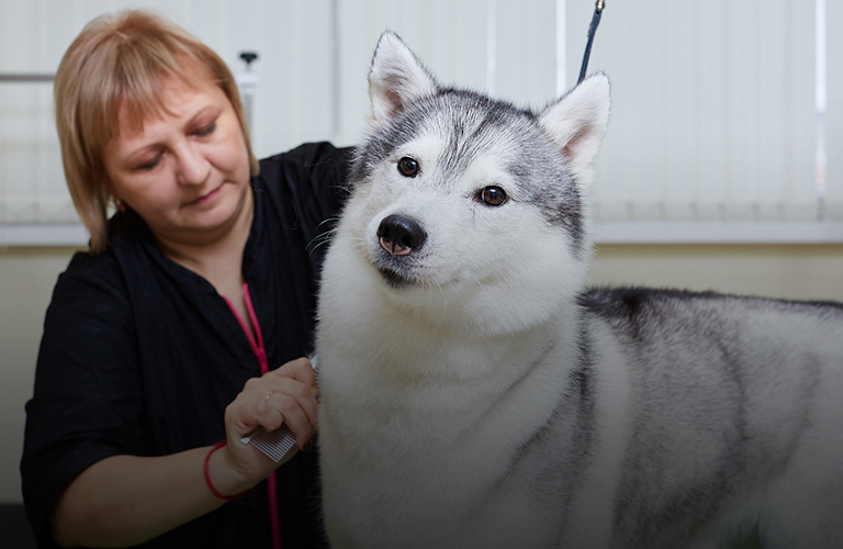 Собачья жизнь, или Как правильно заботиться о питомце?