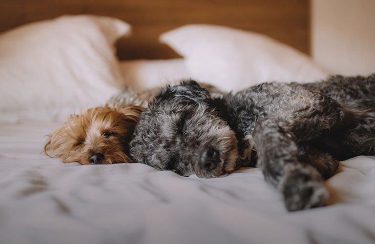 Лига одиноких сердец: Породистые и не очень “брошенки” Владимира