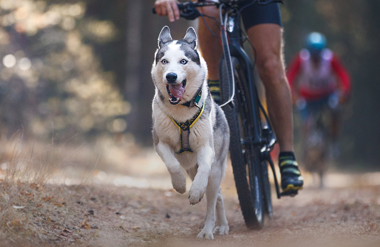 Байк-джоринг с хаски: владимирский тандем покоряет Центральную Россию
