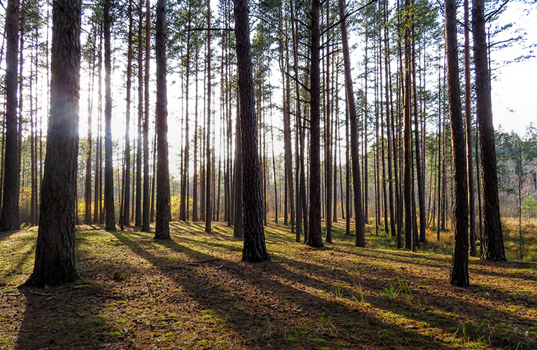 Сентябрь порадует владимирцев «молодым бабьим летом»
