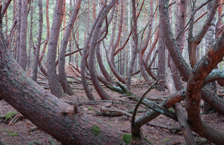 Экспедиция в аномальную зону. Владимирец изучил “пьяный” лес