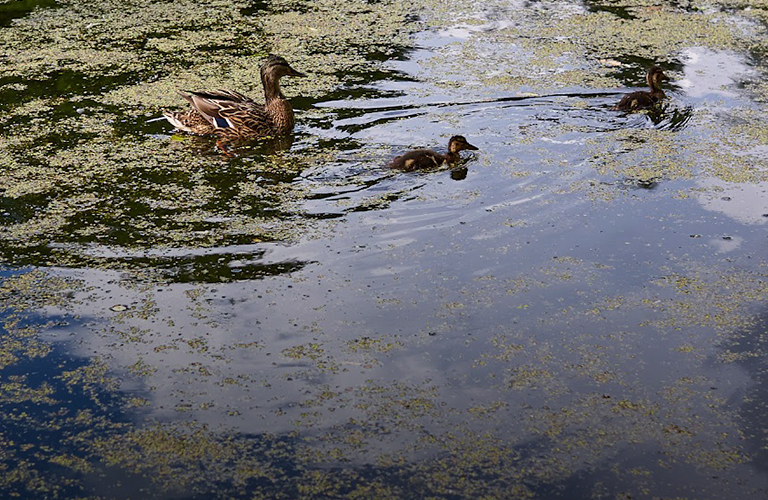 Минус пруд, плюс парковка? Во Владимире могут засыпать один из водоемов в садах у ДДюТ
