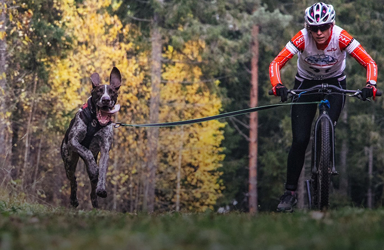 На чемпионате России по ездовому спорту сборная Владимирской области выиграла 8 золотых медалей