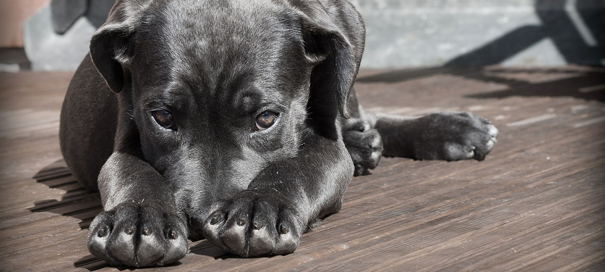 Владимир присоединяется к акции «Рок в защиту животных»