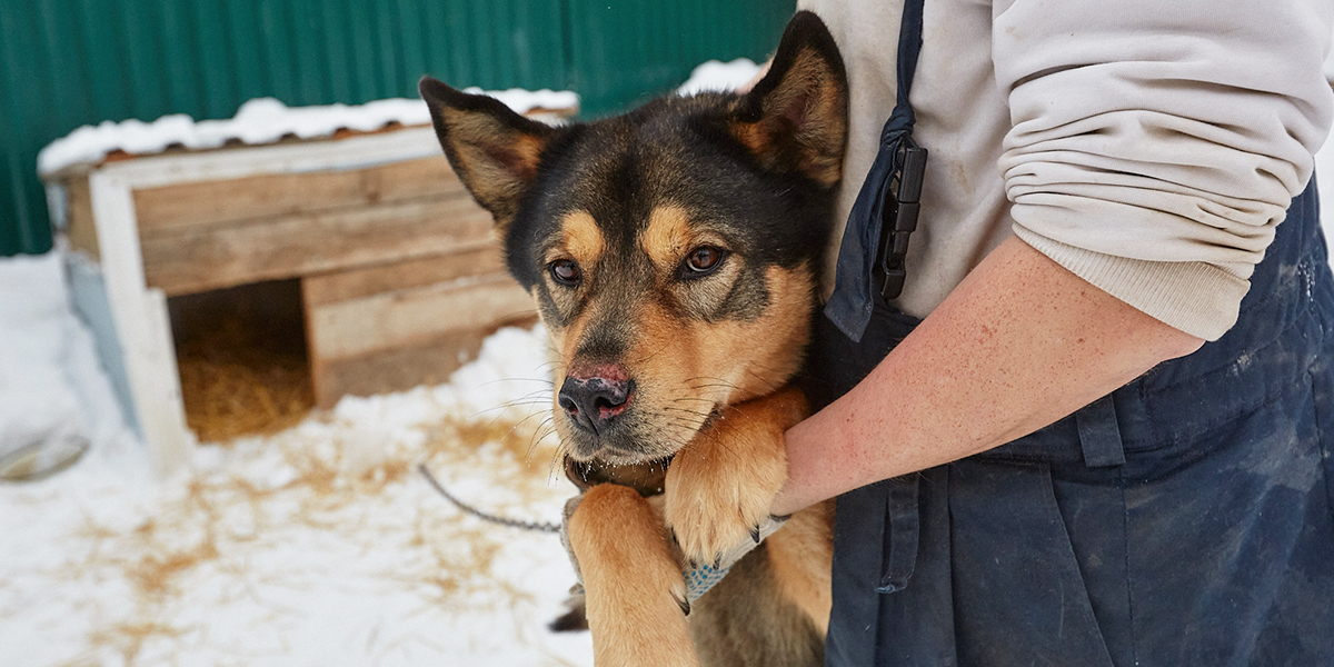 Пустырь, жилой район и свалка. Какие варианты предлагают приюту «Валента» для переезда?