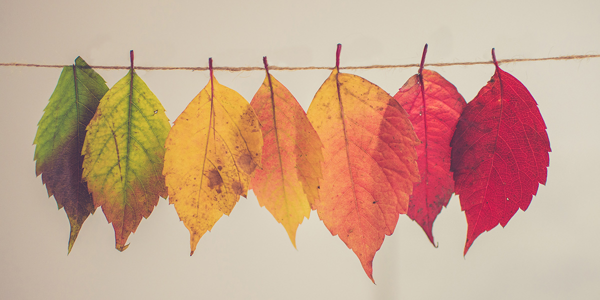 Во Владимире наступит «бабье лето с хрустальной погодой»