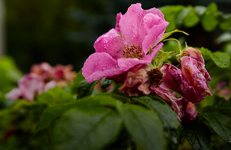 Июль, что ты делаешь? Прекрати! Владимирскую область ожидает «погодное комбо»