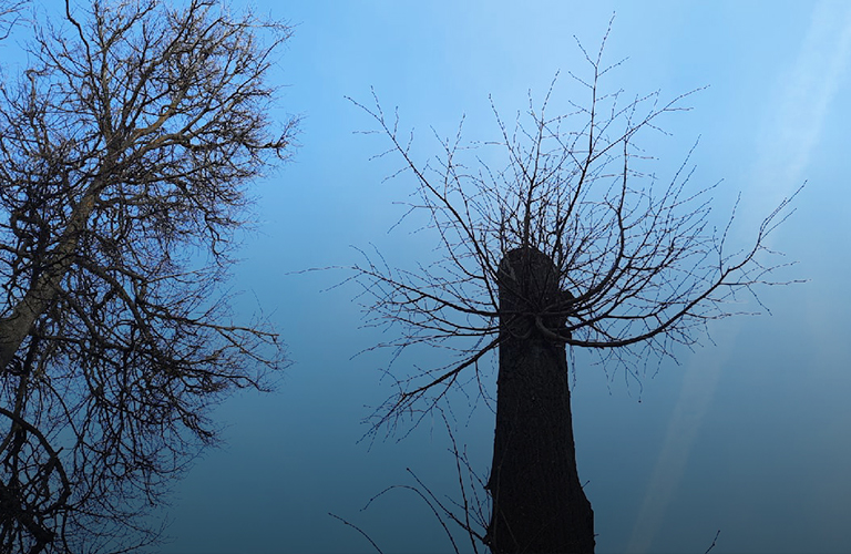 Опять обкорнали: нюансы весенней обрезки деревьев по-владимирски