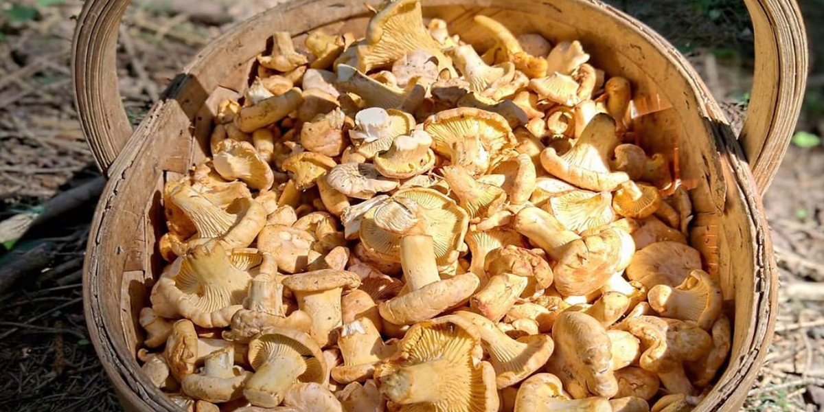 Самые грибные места области по версии тихой охотницы из Владимира