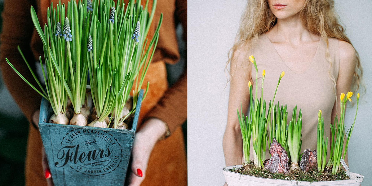 Весна прямо в руки: подарок на 8 марта, который очарует любую девушку