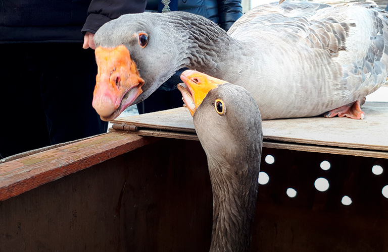 Масленица по-суздальски: под гигантским самоваром и гусиным стягом