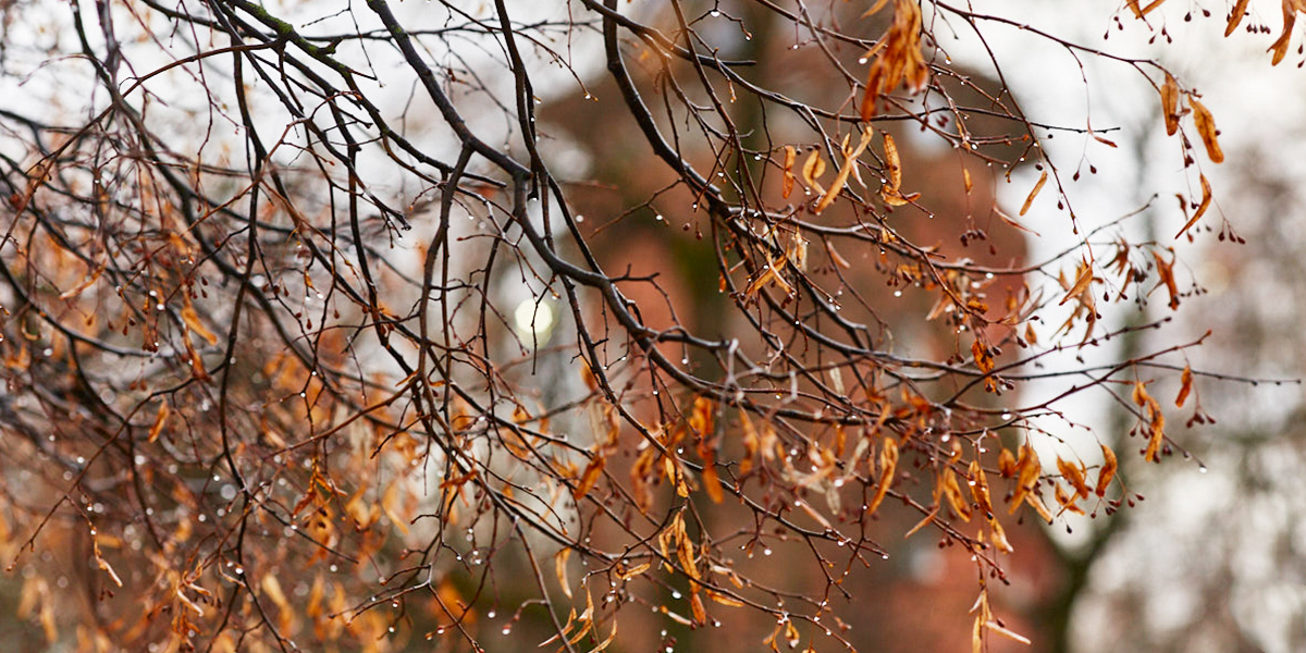 Дубль аномально теплой зимы или обещанные экстремальные холода — чего ждать в ближайшие три месяца?