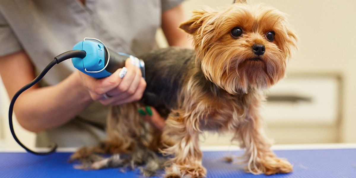 Лапакюр, спа, креативный груминг: где во Владимире найти все бьюти-услуги для животных?