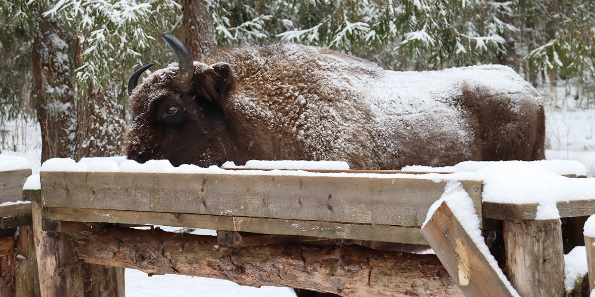 Поездка на сафари к вязниковским зубрам