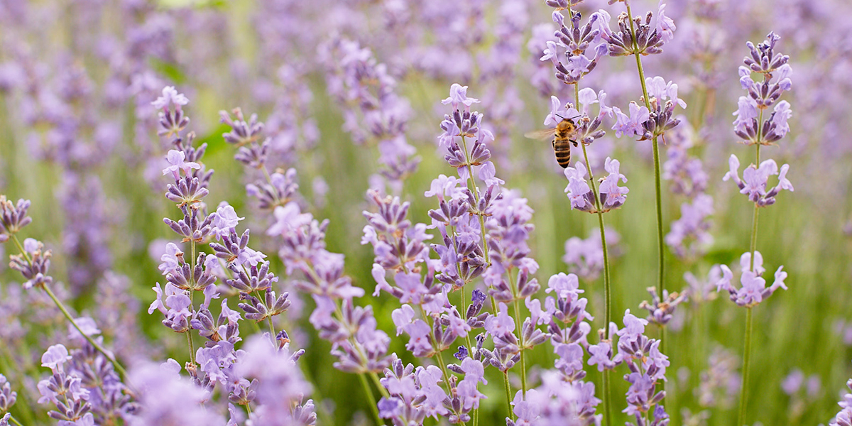 Как долго аномальная жара продержится во Владимирской области?
