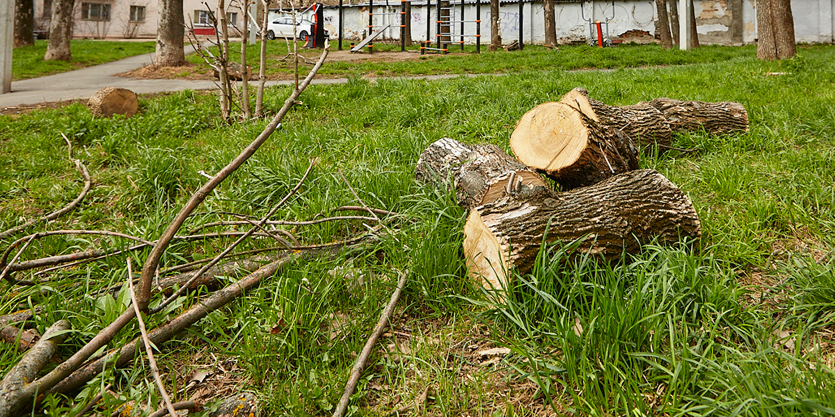 Главный вредитель найден: островки городской зелени вырубают по вине изумрудной златки