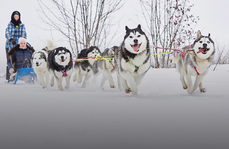 Где во Владимире можно прокатиться по живописным местам на собачьей упряжке?