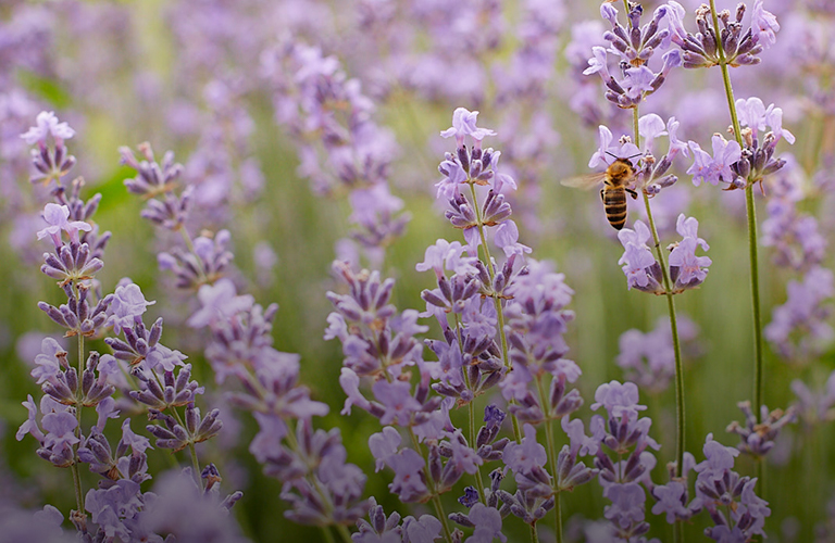 Как долго аномальная жара продержится во Владимирской области?