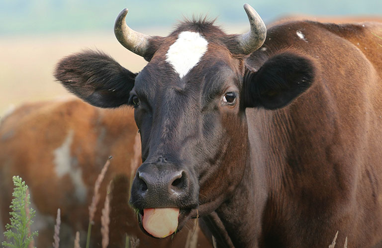 Деревенский гламур. Ведущей суперпопулярного инстаблога оказалась муромлянка