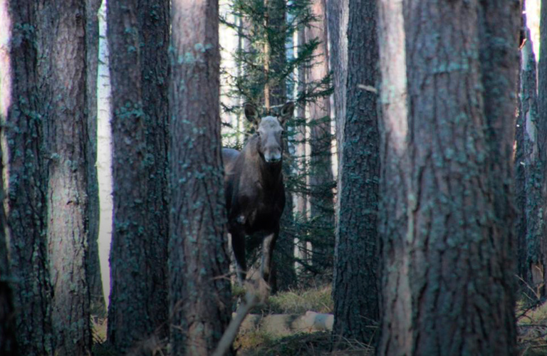  Дикая жизнь. Весенние кадры из лесов Владимирской области