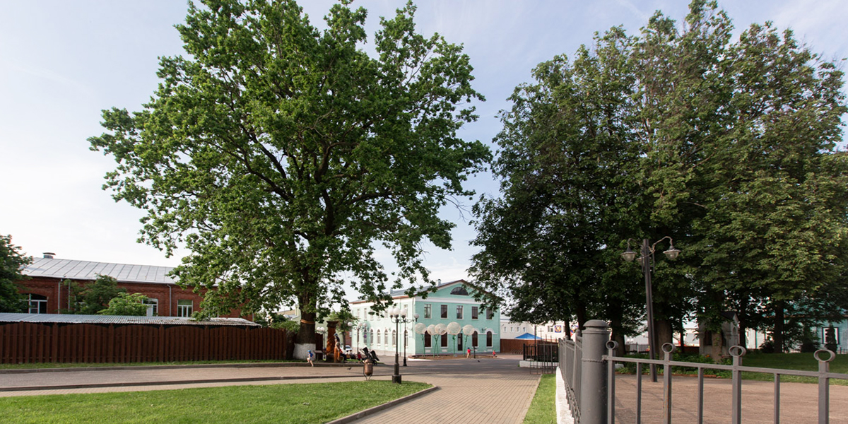 Голосуем за владимирское арт-растение! «Пушкинский дуб» может стать национальным символом-2022