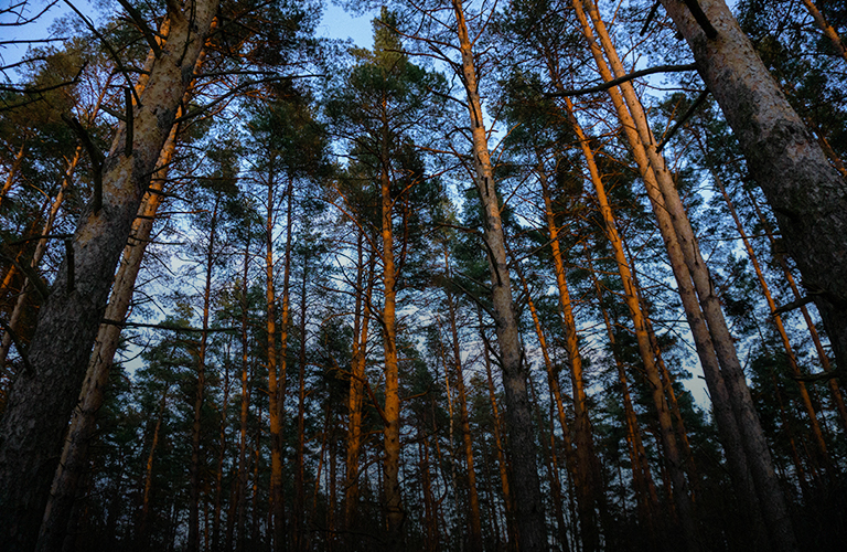 Обыкновенные и гигантские: какие весенние грибы уже можно собирать в лесах 33-го региона