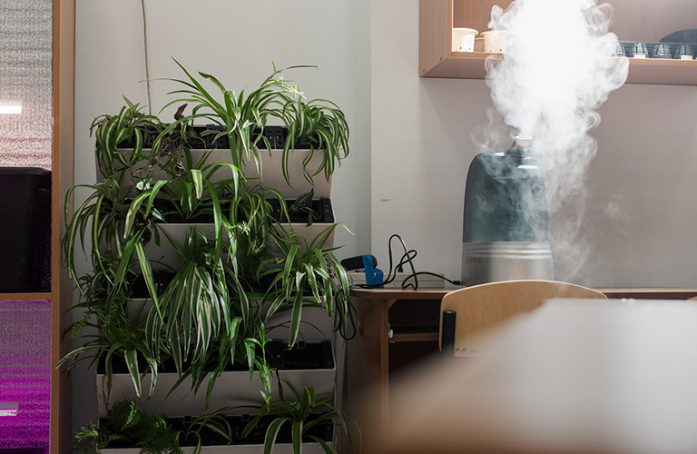 Микрозелень и другие чудеса владимирской сити-фермы