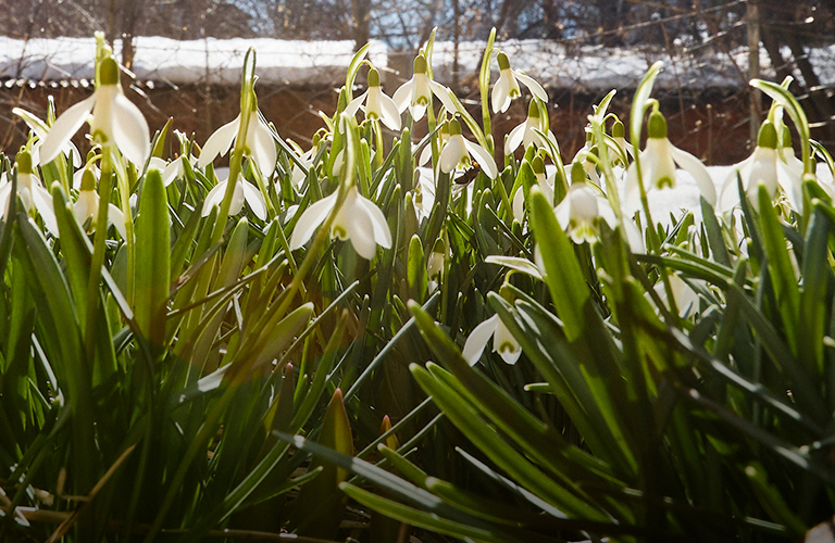 Наш ковер — цветочная поляна! Во Владимире на фоне сугробов распустились подснежники