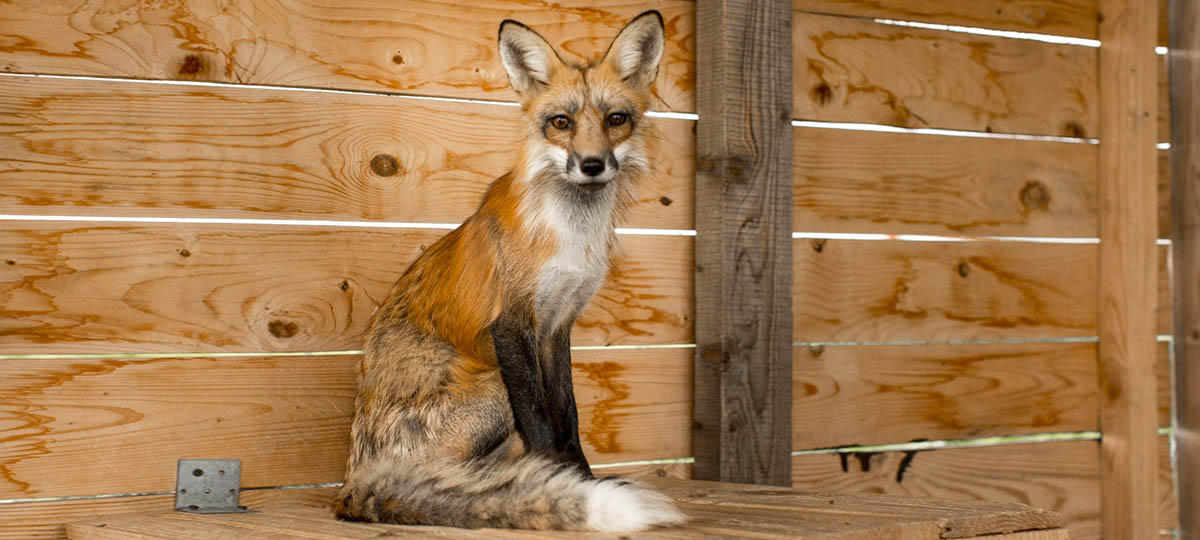 Домашние лисы во Владимире: Причуда богатых или героизм?