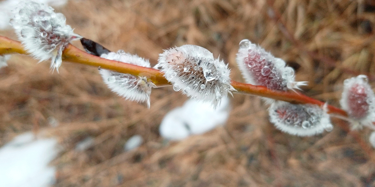 Во Владимире расцвела примула, а в Вязниках распустилась верба: аномалии теплой зимы 2025-го
