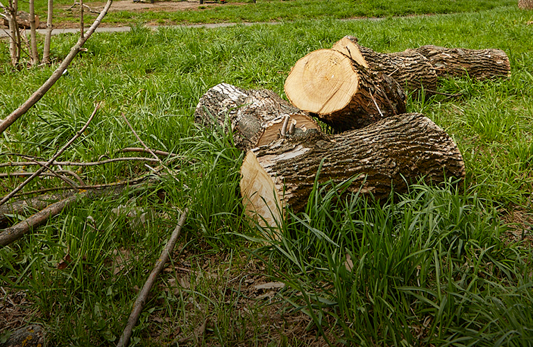 Главный вредитель найден: островки городской зелени вырубают по вине изумрудной златки