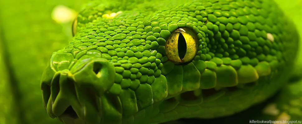 Экзотариум-блогер из Владимира: почему людей привлекают рептилии?