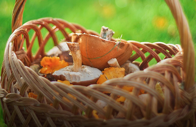 Съедобные находки из леса, или Грибной бум во Владимирской области!