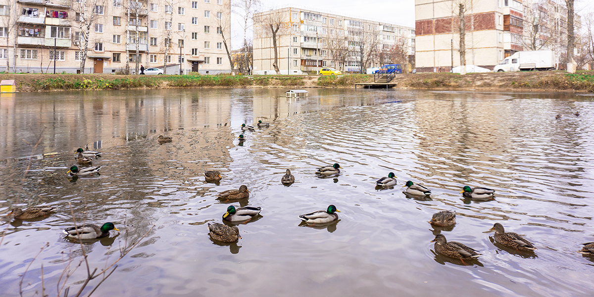 Деревянные пирсы, десятки уток и новая спортплощадка. Как преобразился Платоновский пруд?
